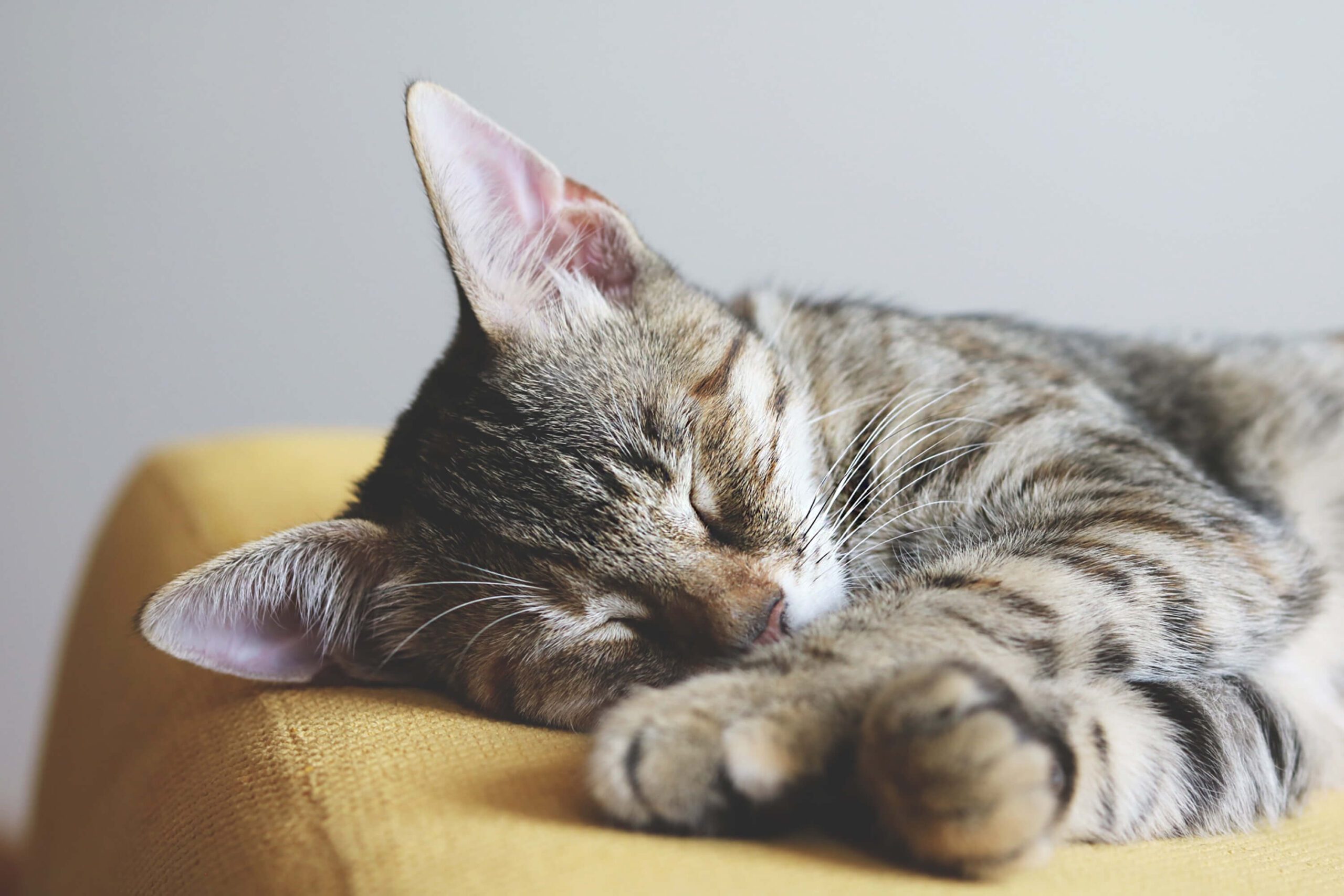 tabby cat lying down asleep