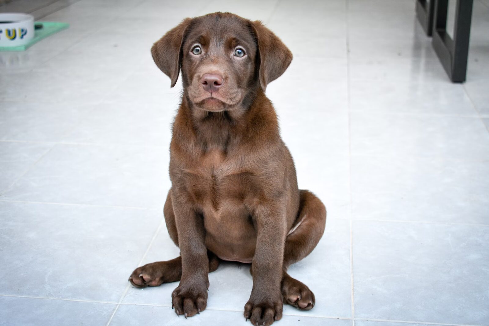 What Can You Do to Prepare Your Home for a New Dog?