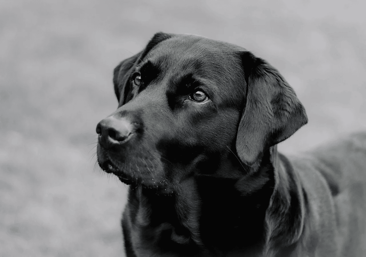 Supporting Your Pet Pup’s Digestive Health 