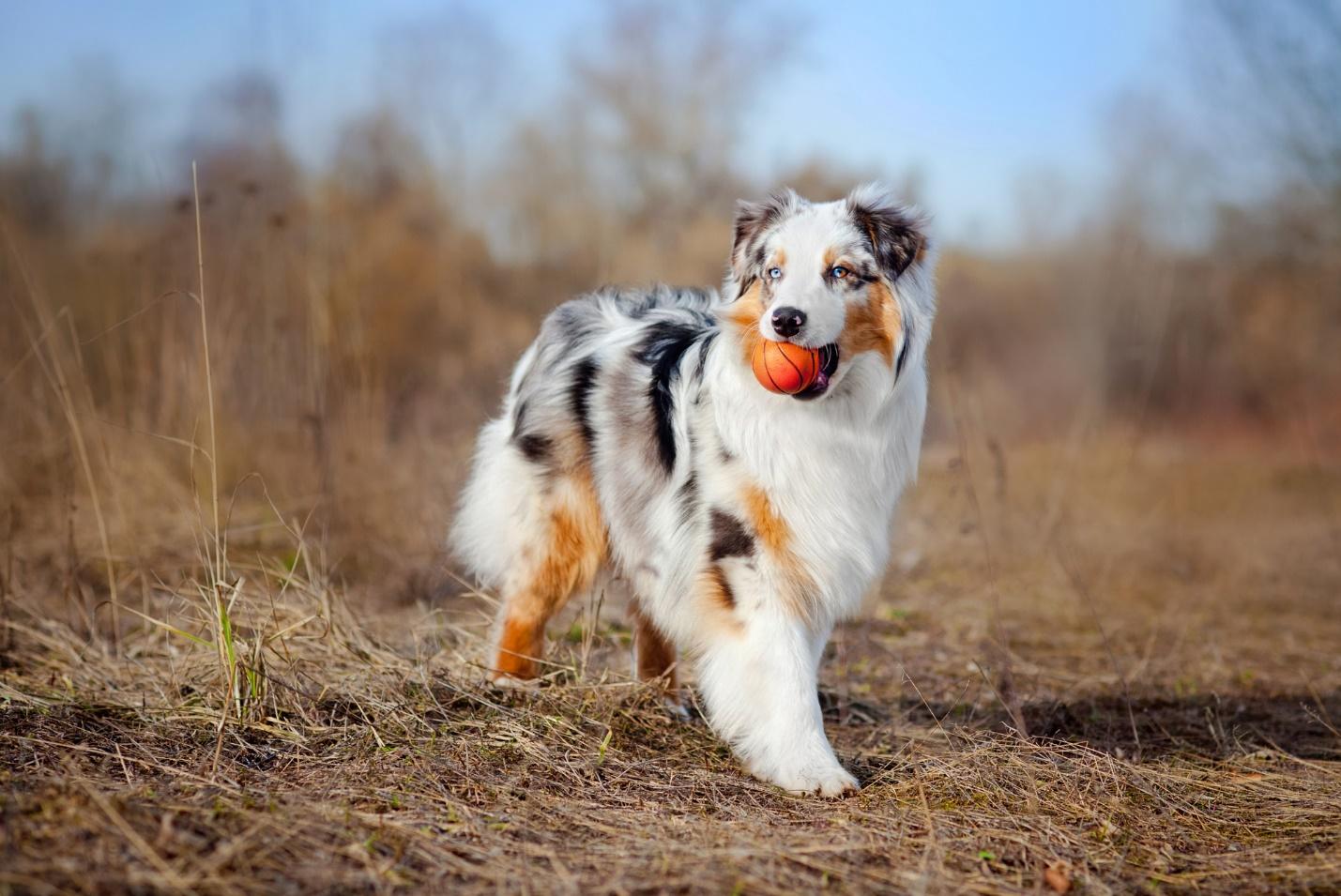 dog with ball in its mouth, outside