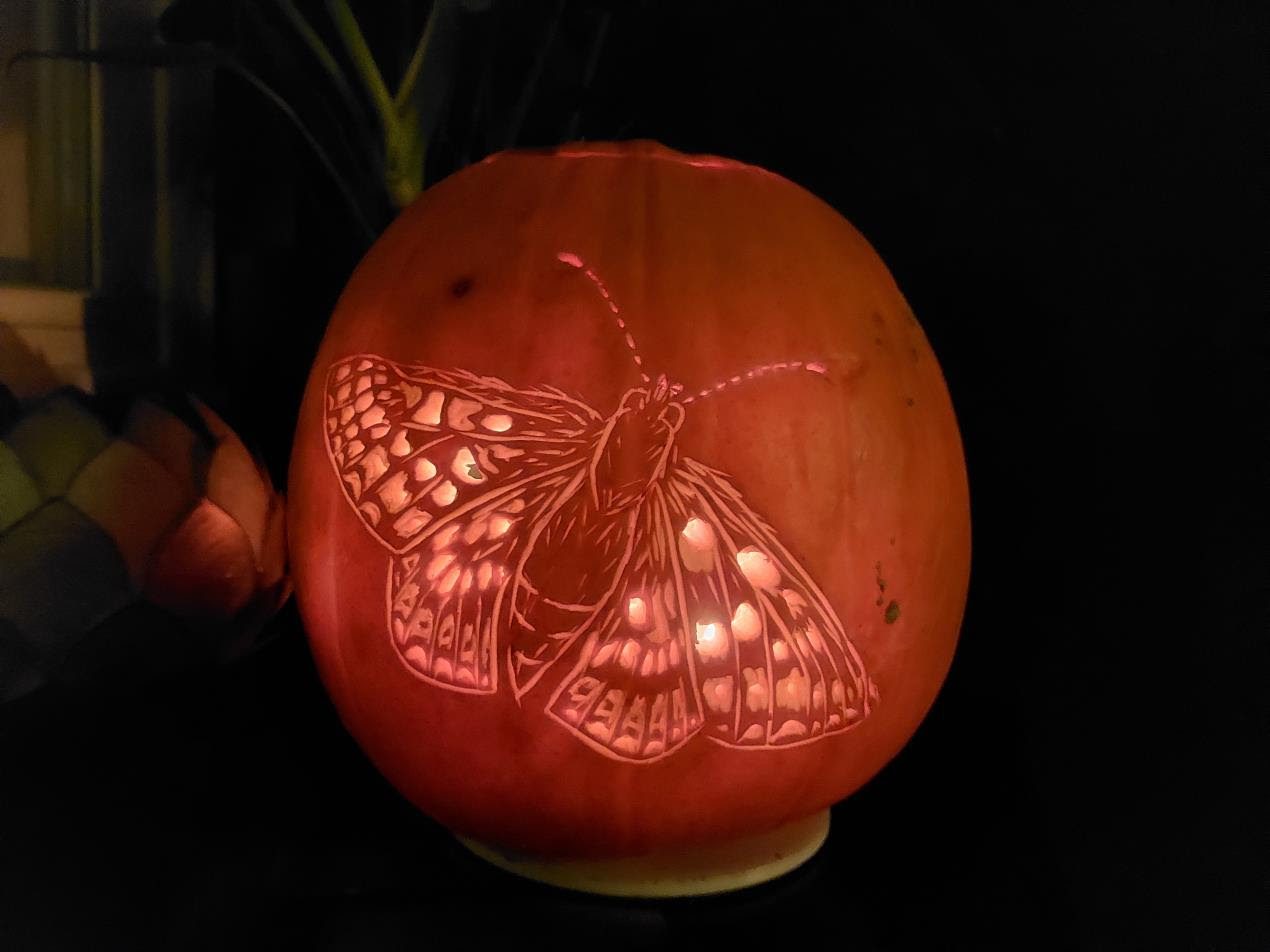 carving of a moth on a pumpkin with a lit candle inside