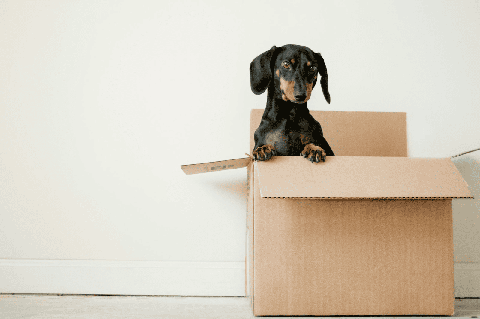 black and tan dachshund dog poking out of empty cardboard box