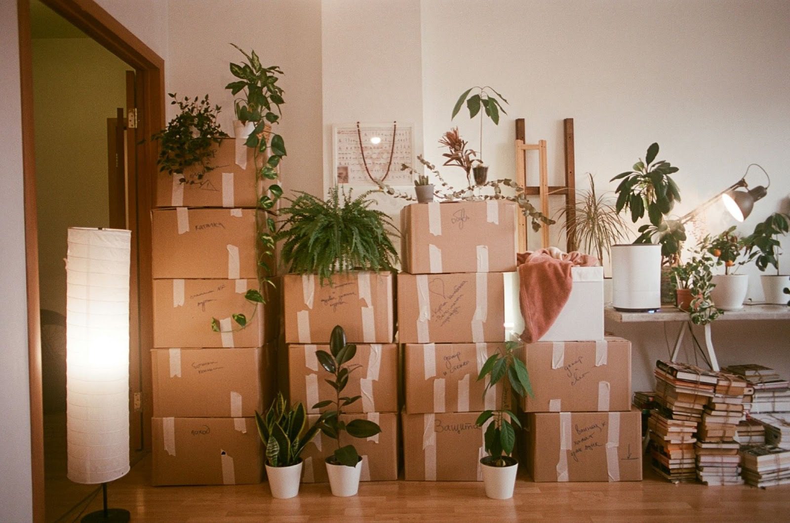 lots of boxes stacked up in house with plants on and around them