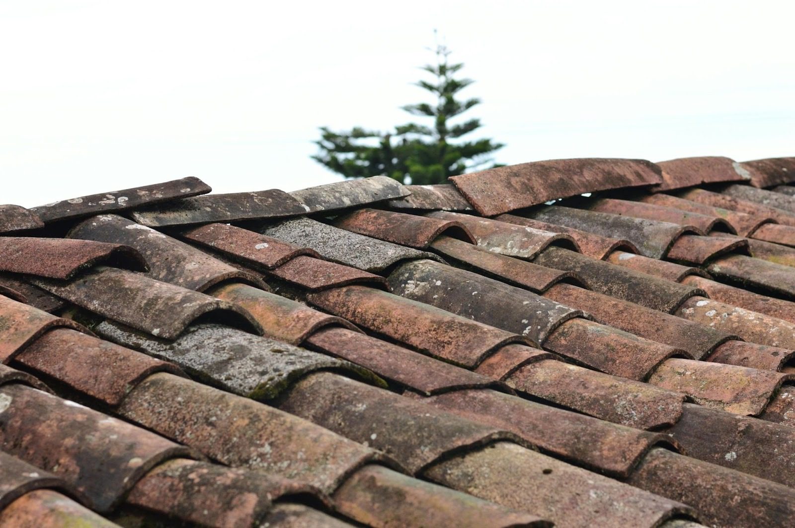 roof with tiles and a tree coming up behind it