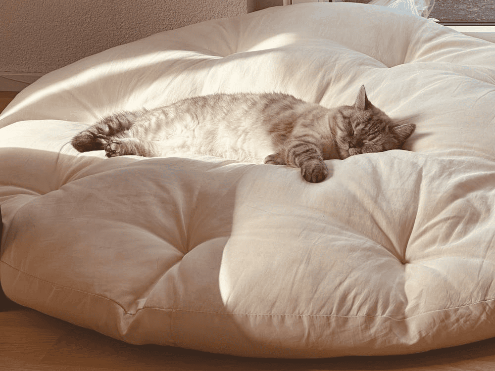 tabby cat asleep on large cream cushion