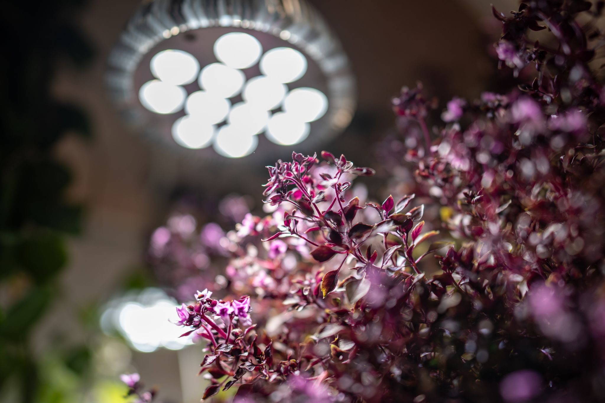 purple plant under led light