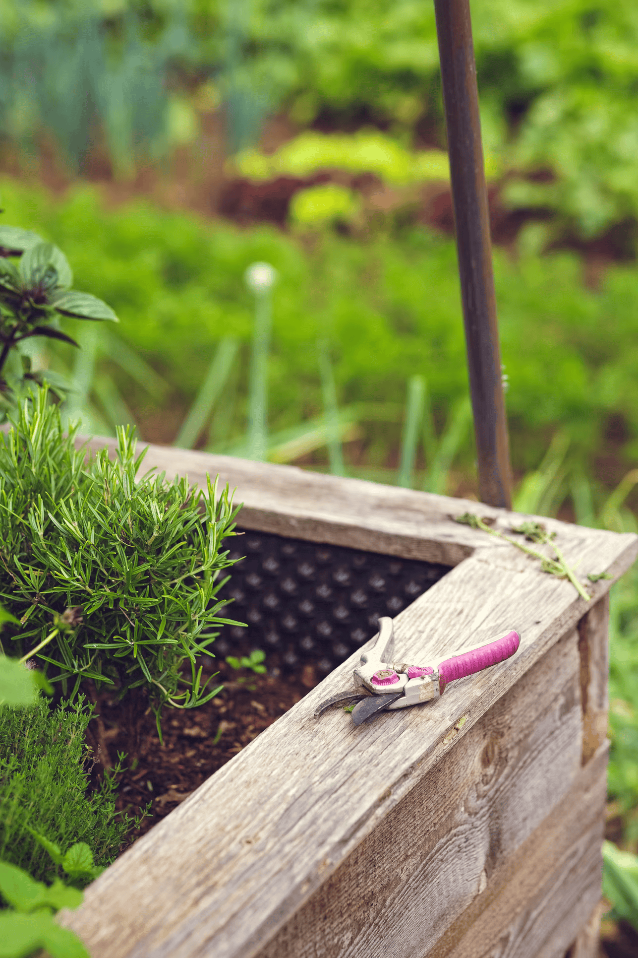 raised bed with plants in garden