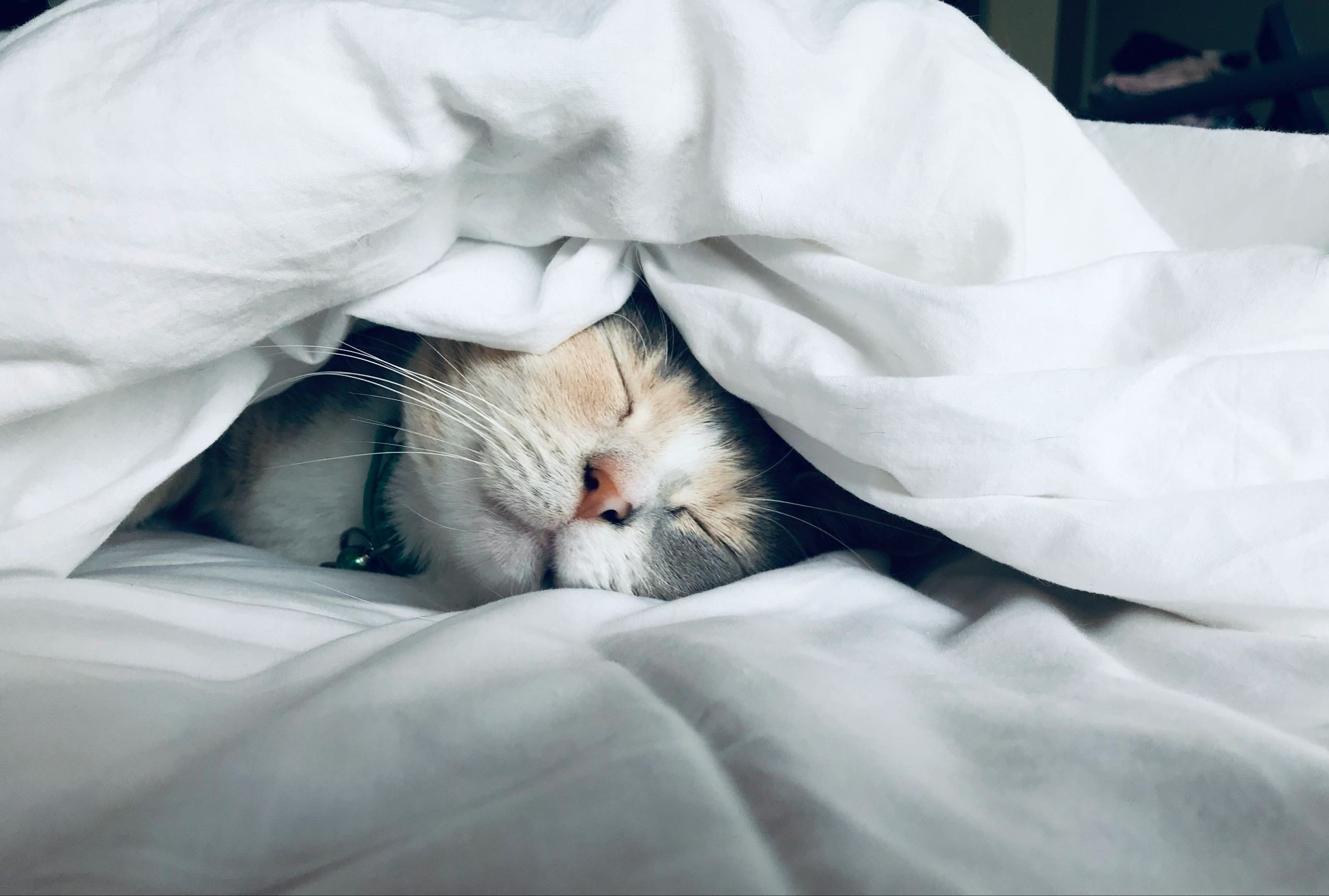 white, ginger and grey cat snuggled up under white covers in bed